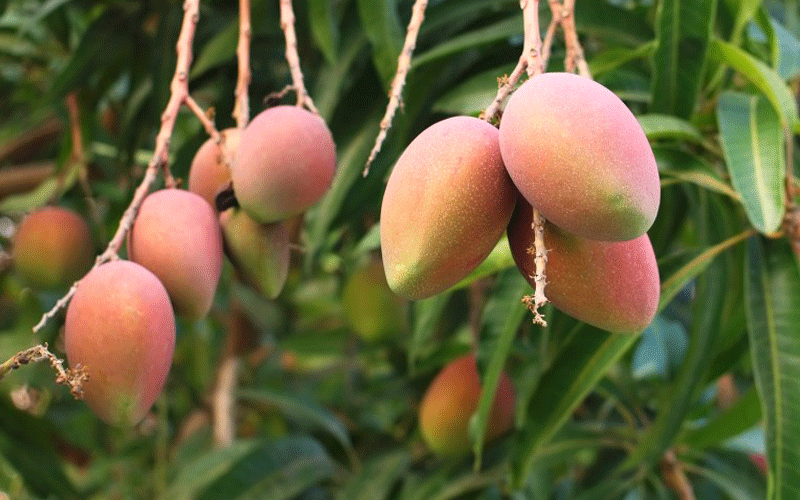 mango farming