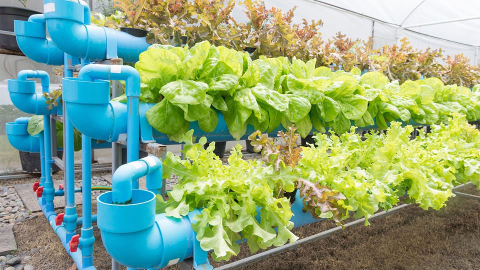 gronsaker odling urban farming